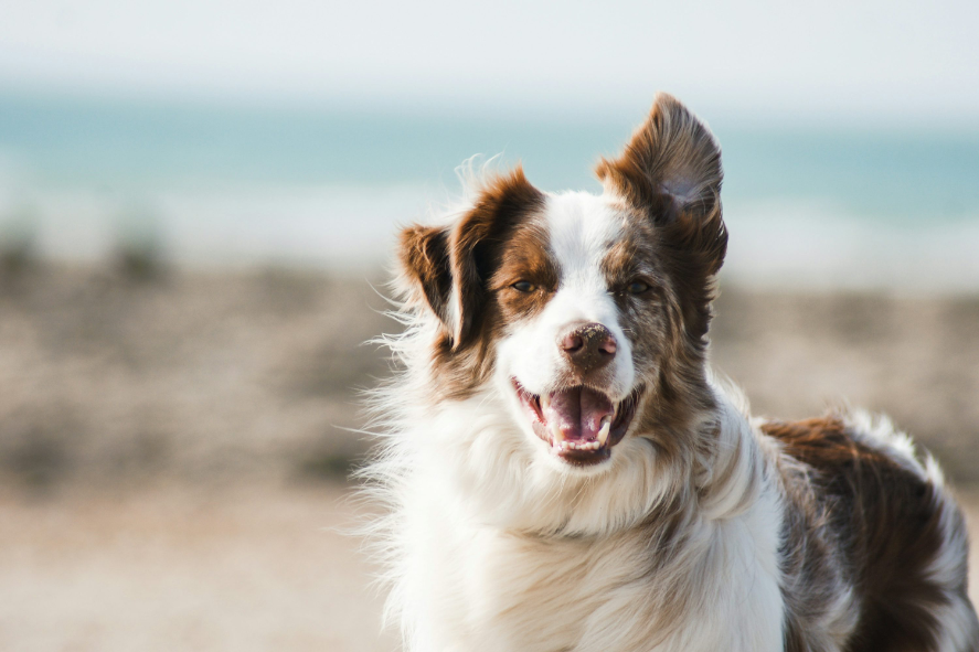 Portare i cani sui traghetti per l’Elba